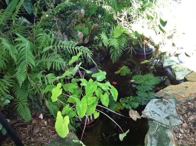 Central Florida Gardener: Simon Seed Farm & Garden Center