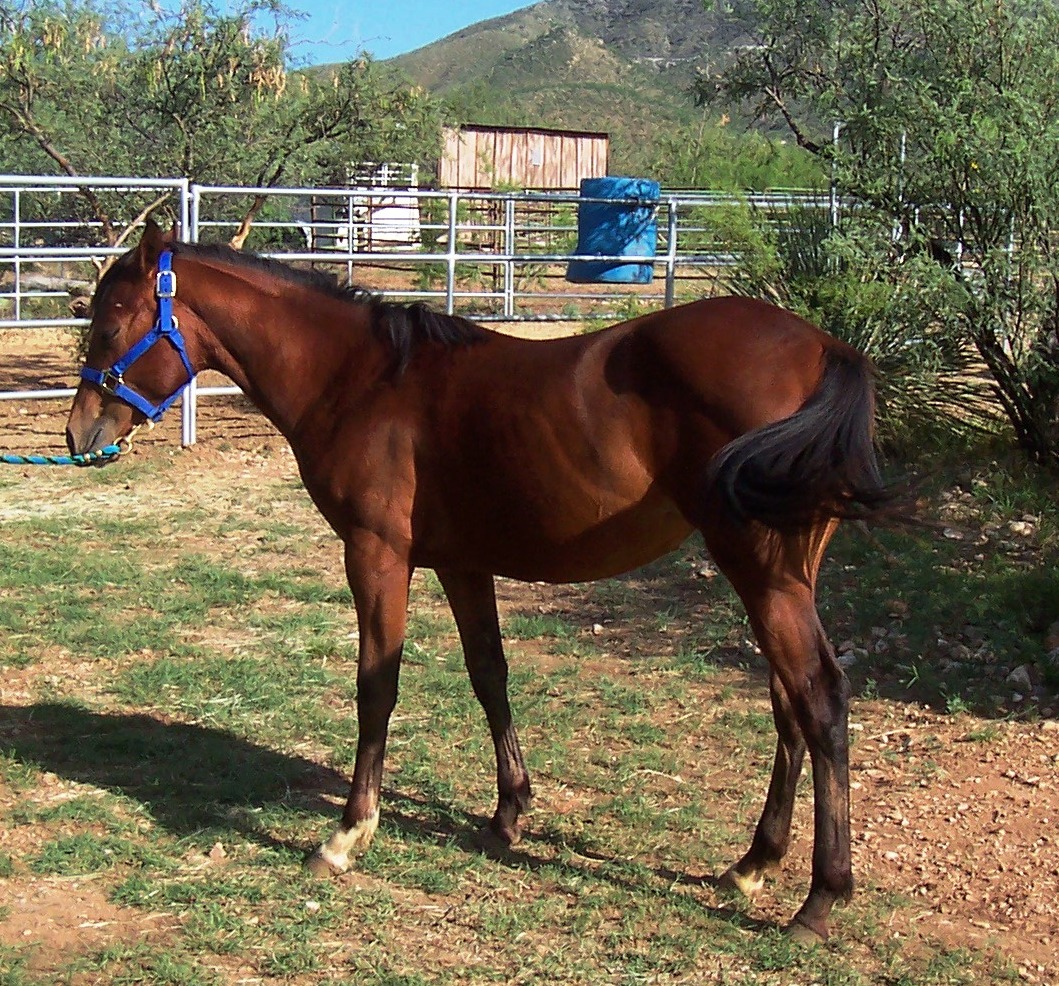 Heart of a Cowgirl Horse years/Human years