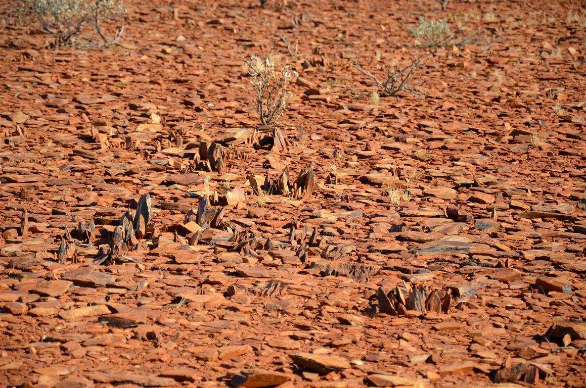 Australien 2013 Mt. AugustusTom Price
