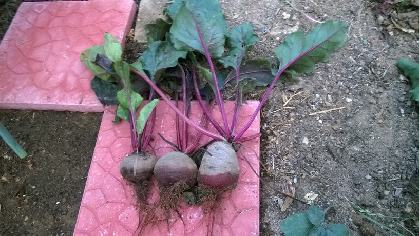Growing beets will provide you delicious colorful roots and nutritious greens!