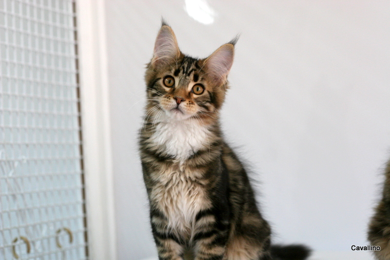 子猫になった少年 Rock A Doodle Japaneseclass Jp