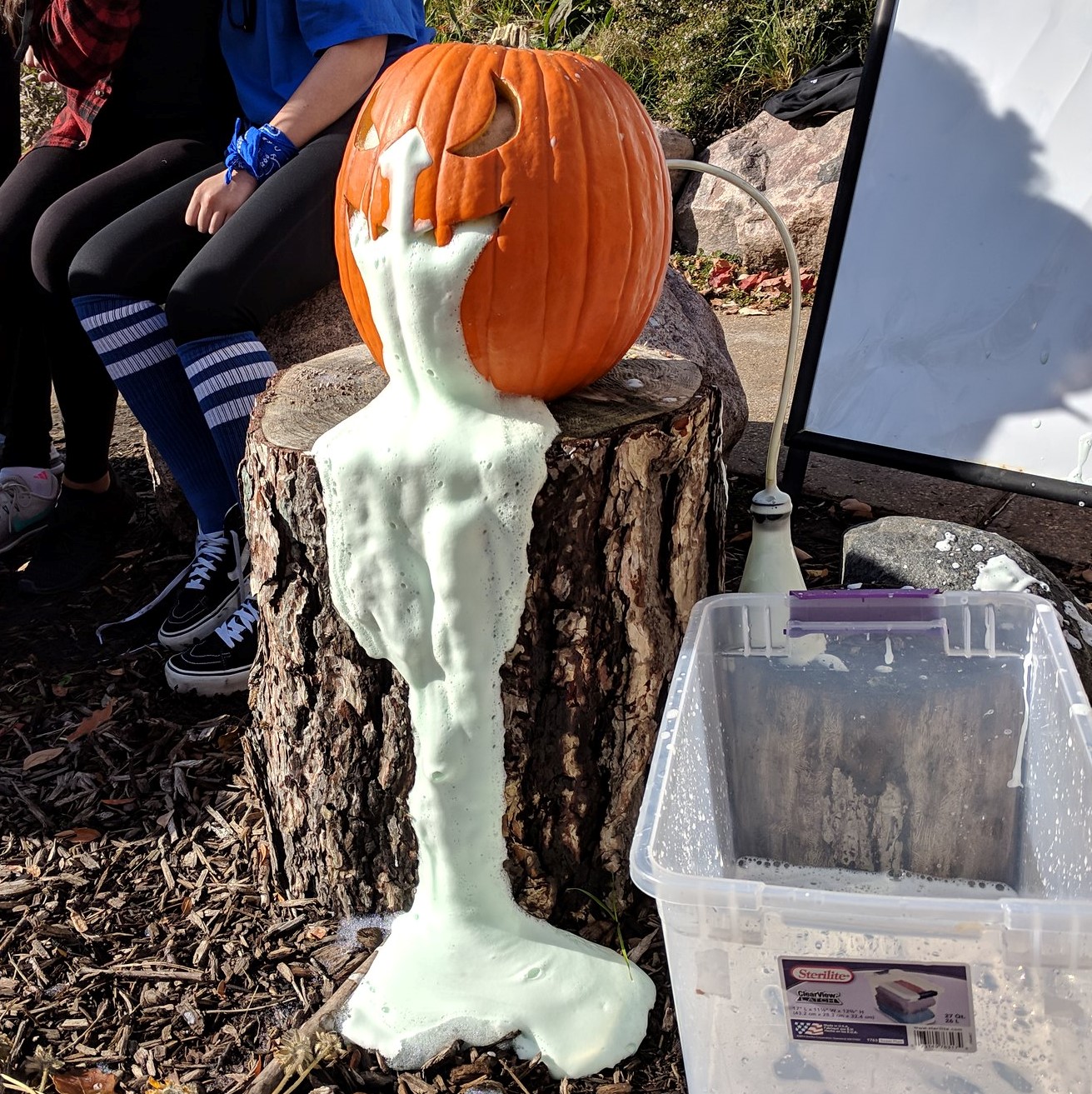 Baking soda and vinegar reaction foaming out of a pumpkin.