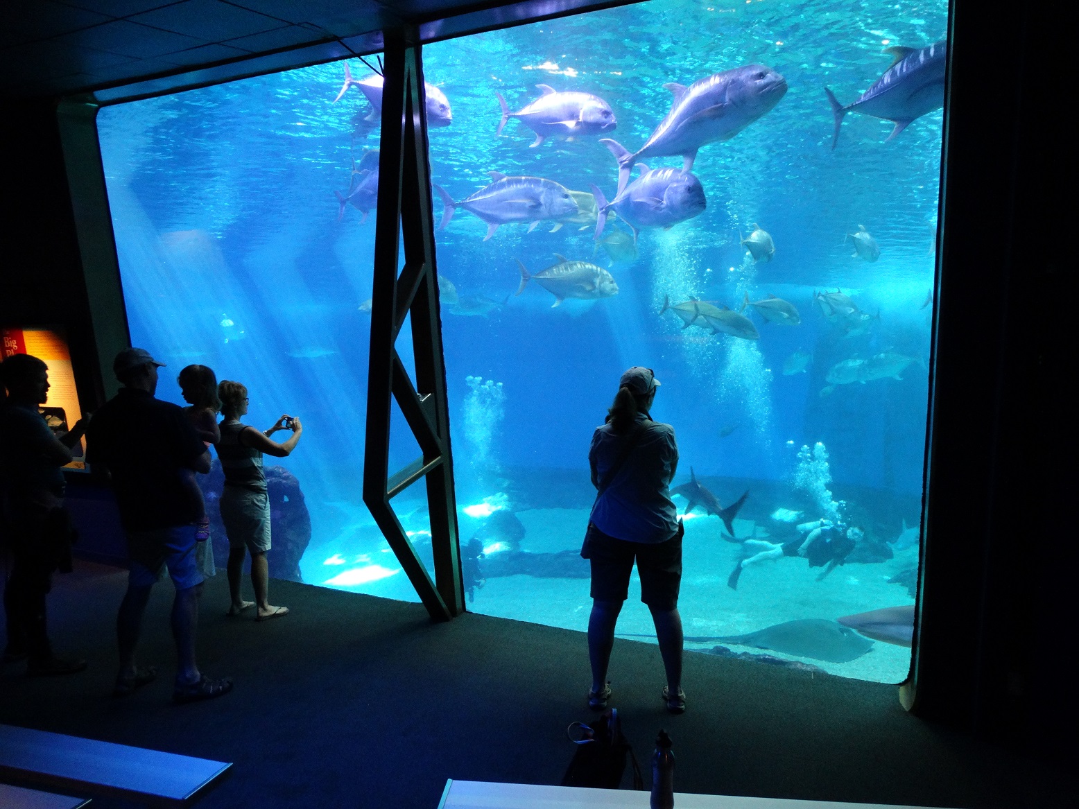 Hawaii Lifestyle Maui Ocean Center Aquarium and Oceanography Maui Hawaii An Awesome Attraction!