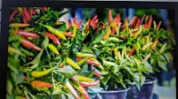 nutrisi, cabe rawit, cabai, cara menanam cabe, manfaat cabe, benih dewata 76, panah merah, jual benih cabe, toko pertanian, toko online, lmga agro