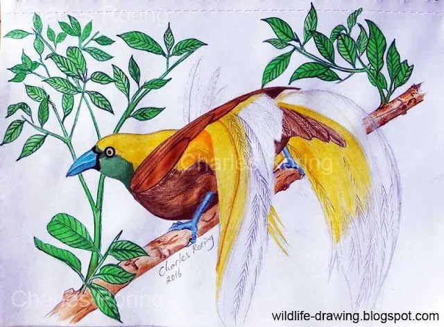  Colored pencil drawing of Lesser Birds of Paradise