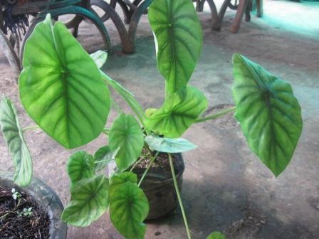 Featured image of post Alocasia Tengkorak Merah Jual tanaman hias caladium alocasia alokasia keladi tengkorak hijau green shield berkualitas