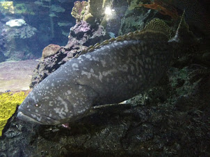Giant Grouper fish in Berlin Zoo Aquarium.