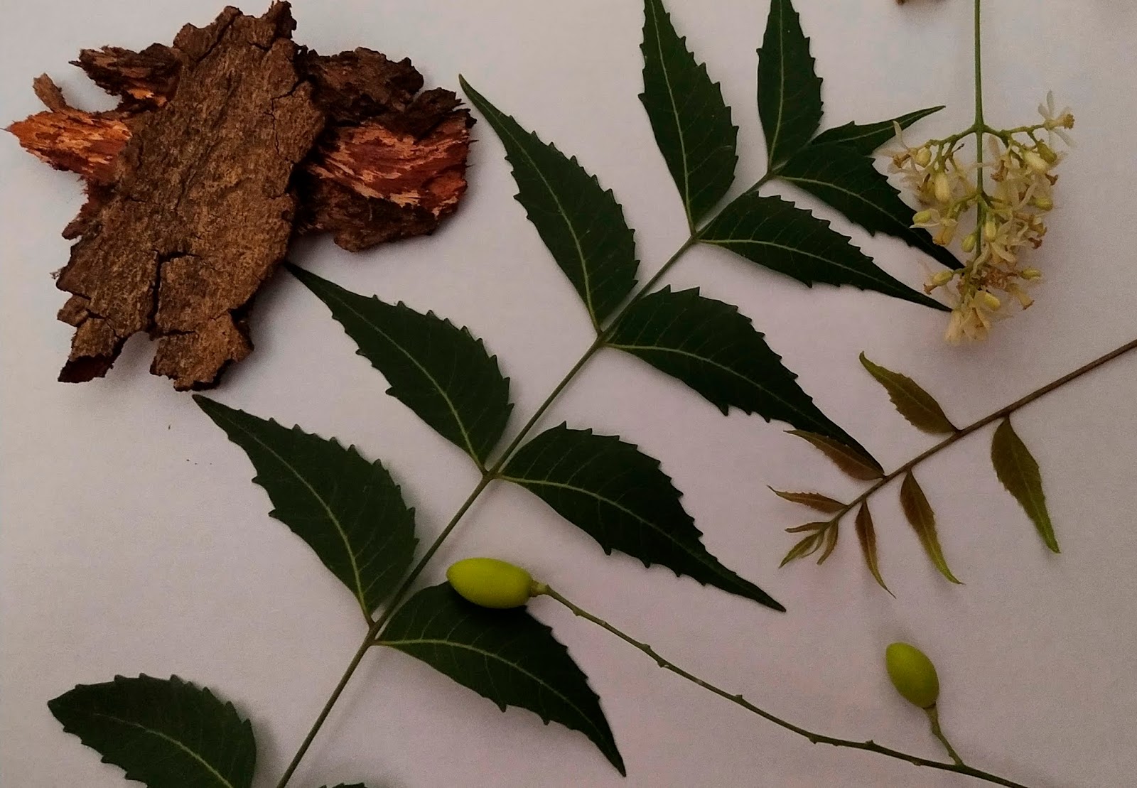 Neem (Azadirachta Indica) (नीम) Introduction Benefits Usage