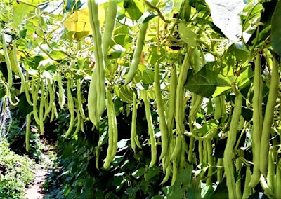 Contoh Gerak Higroskopis: Pecahnya Kulit Buah Kacang Buncis Contoh Gerak Higroskopis: Pecahnya Kulit Buah Kacang Buncis