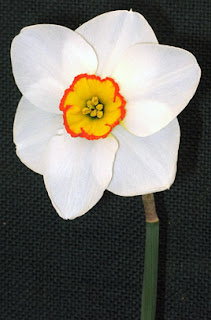 Narciso 'Merlin'