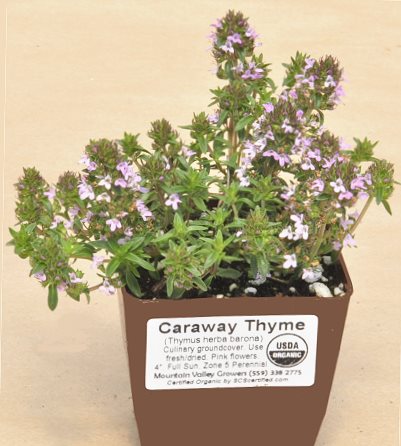 garden at heart: Take your Thyme
