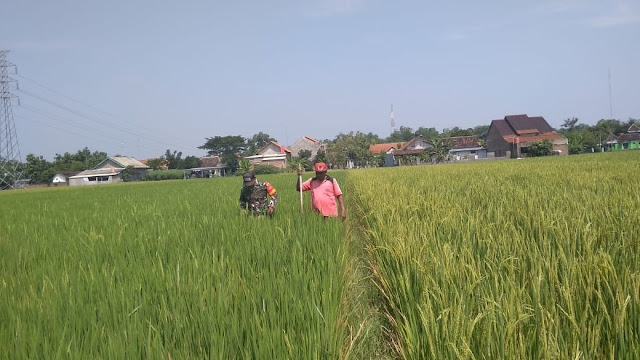 Perangi Gulma, Babinsa Juwok  Bantu Petani Menyiangi Tanaman Padi
