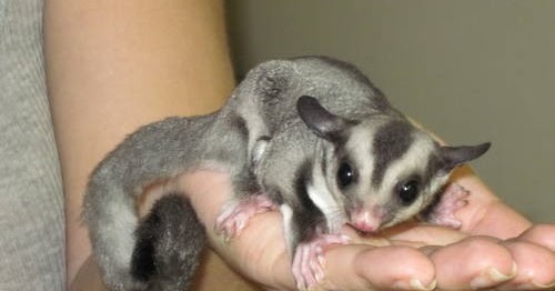 Mengenal Sugar Glider Gray