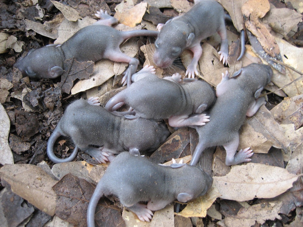 Сколько мышей. Крысята Новорожденные Дикие.