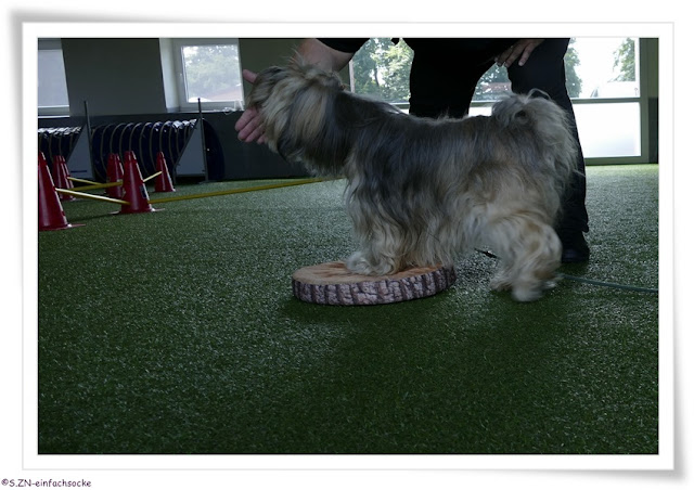 [Hundeblog] Einfach Socke Physiotherapie &amp; Krankengymnastik beim Hund&hellip;