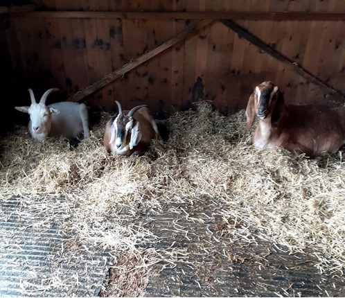 goats in stable