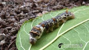 CATYLALA TIENE UN BLOG: ATV - VETERINARIA