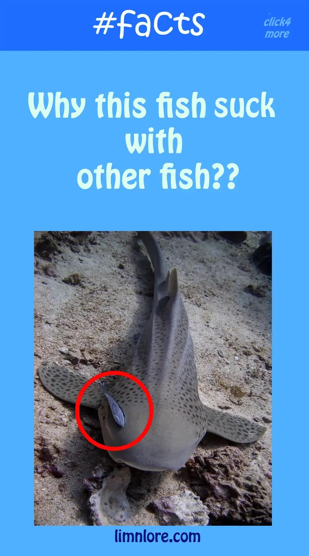 Hitchhiker suckerfish remora facts