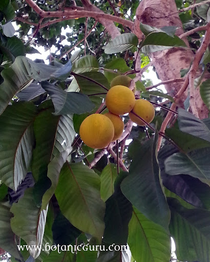 Sandoricum koetjape, Santol fruit