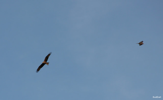 Deux buses dans le ciel en chasse