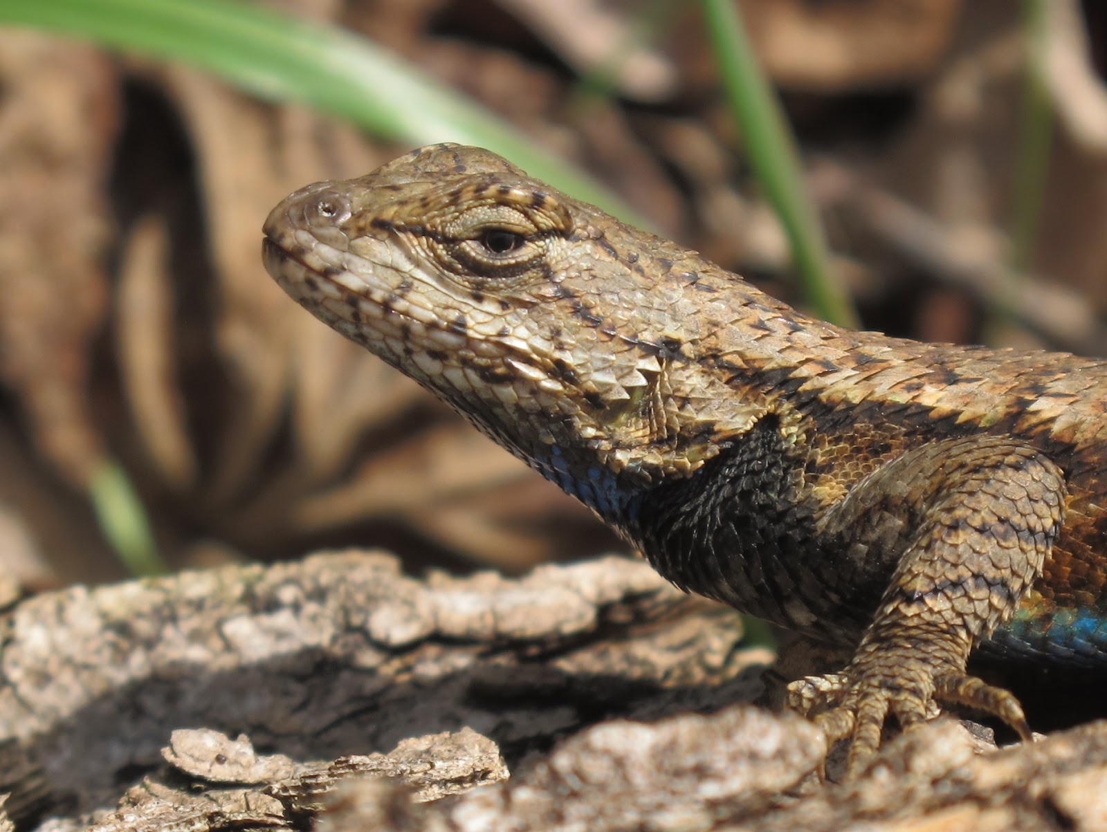 Blue Jay Barrens Northern Fence Lizard