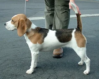 بيجيل، صور كلب Beagle