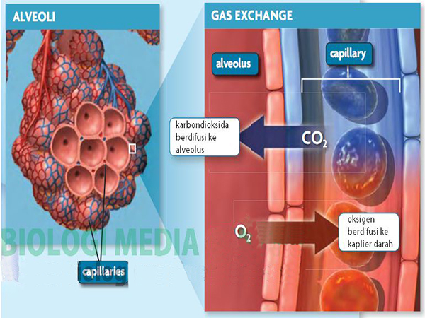 Proses Pertukaran Oksigen (O2) dan Karbondioksida (CO2 ...