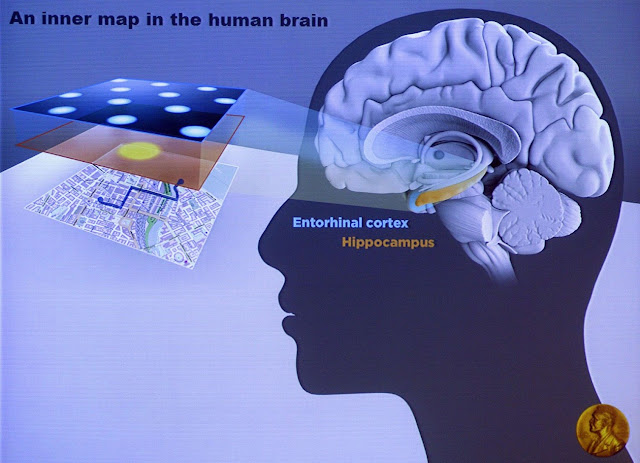 «Внутренний GPS» головного мозга