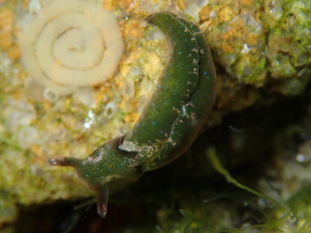 Elysia viridis Elysia viridis