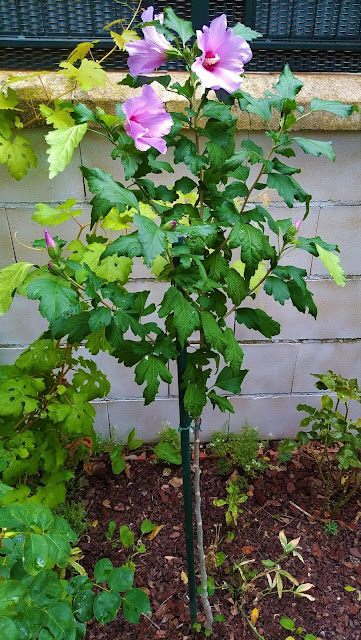 Rosa de Siria o altea "pájaro azul" (Hibiscus syriacus "Oiseau bleu").