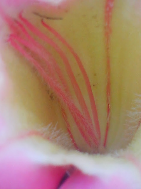 bunga diperbesar bagian benang sari dan putiknya