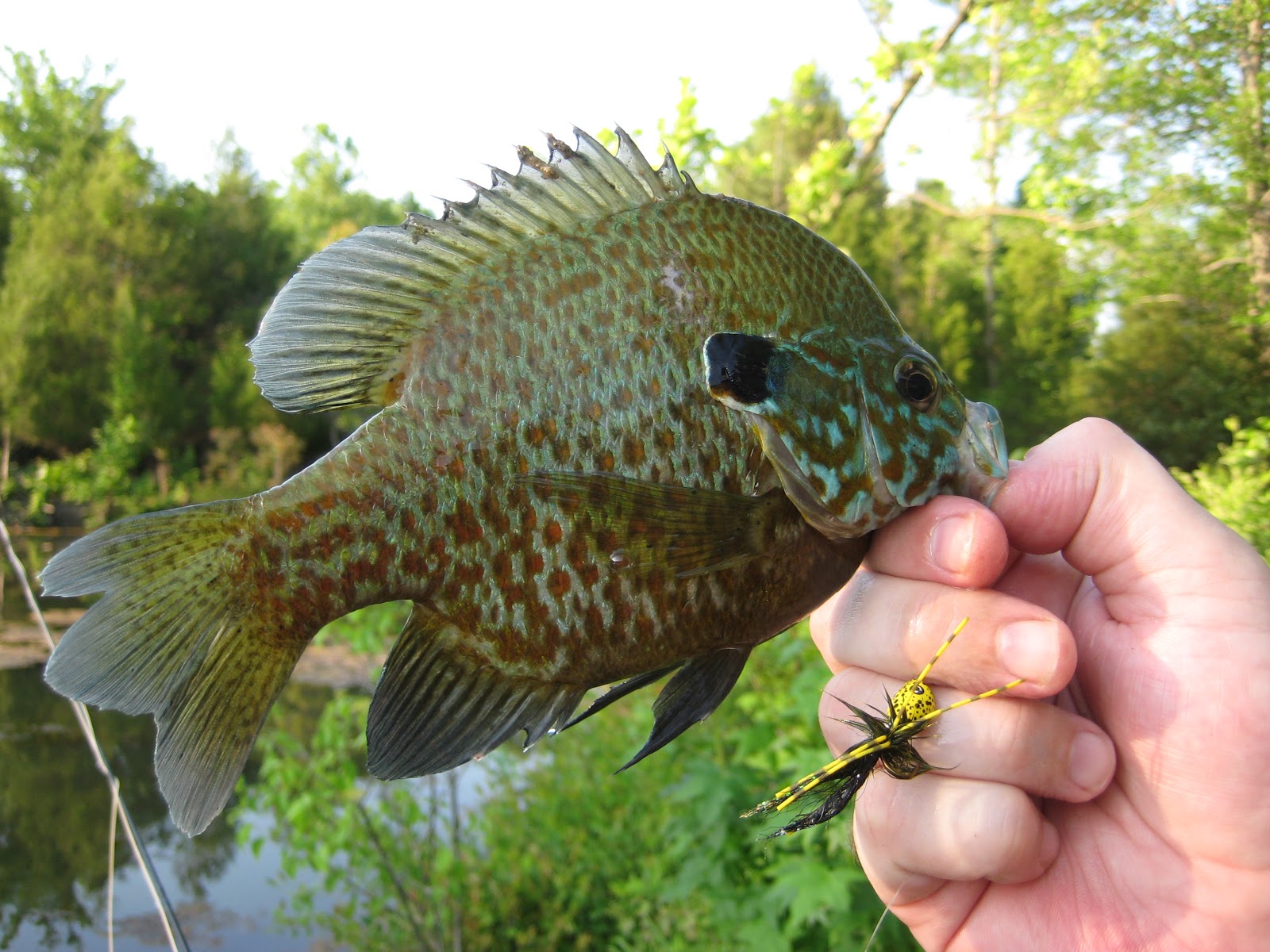 Fly Fishing & Tying Obsessed The Year of the Bluegill