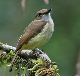 10 jenis burung kancilan yang jarang dikenal 10 jenis burung kancilan yang jarang dikenal
