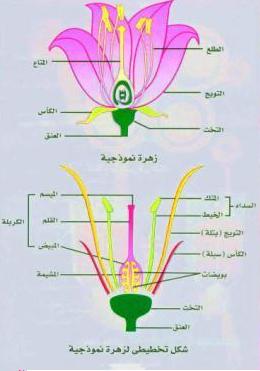 الكربلة هي الجزء الأنثوي في الزهرة