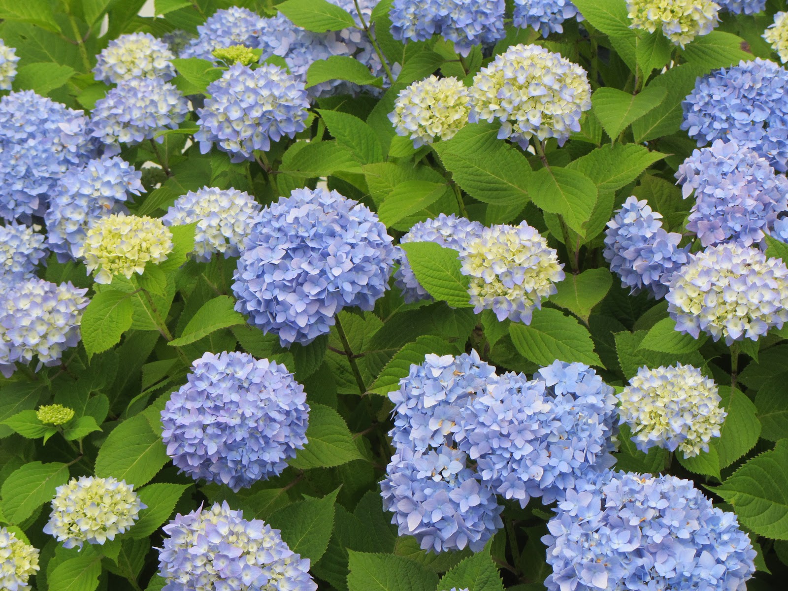 Nantucket Hydrangea Flickr Photo Sharing! Hydrangea