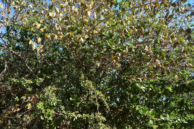 Grewia bicolor Grewia bicolor
