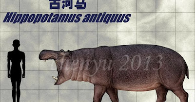 Hippopotamus antiquus