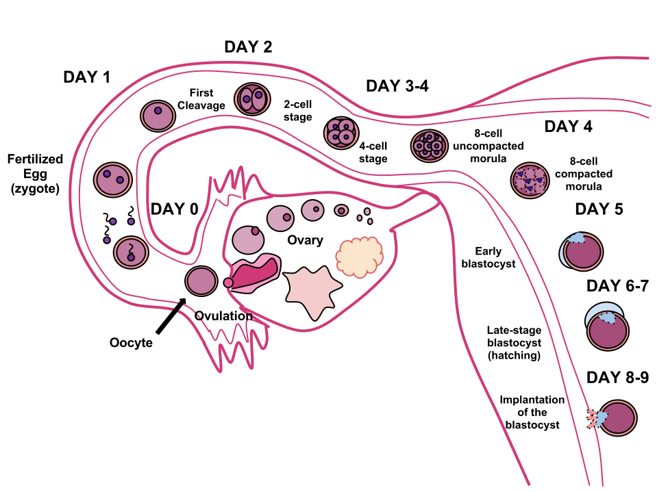 Senang Hamil Untuk Wanita Berusaha Hamil TandaTanda Kehamilan Seawal 3 Minggu