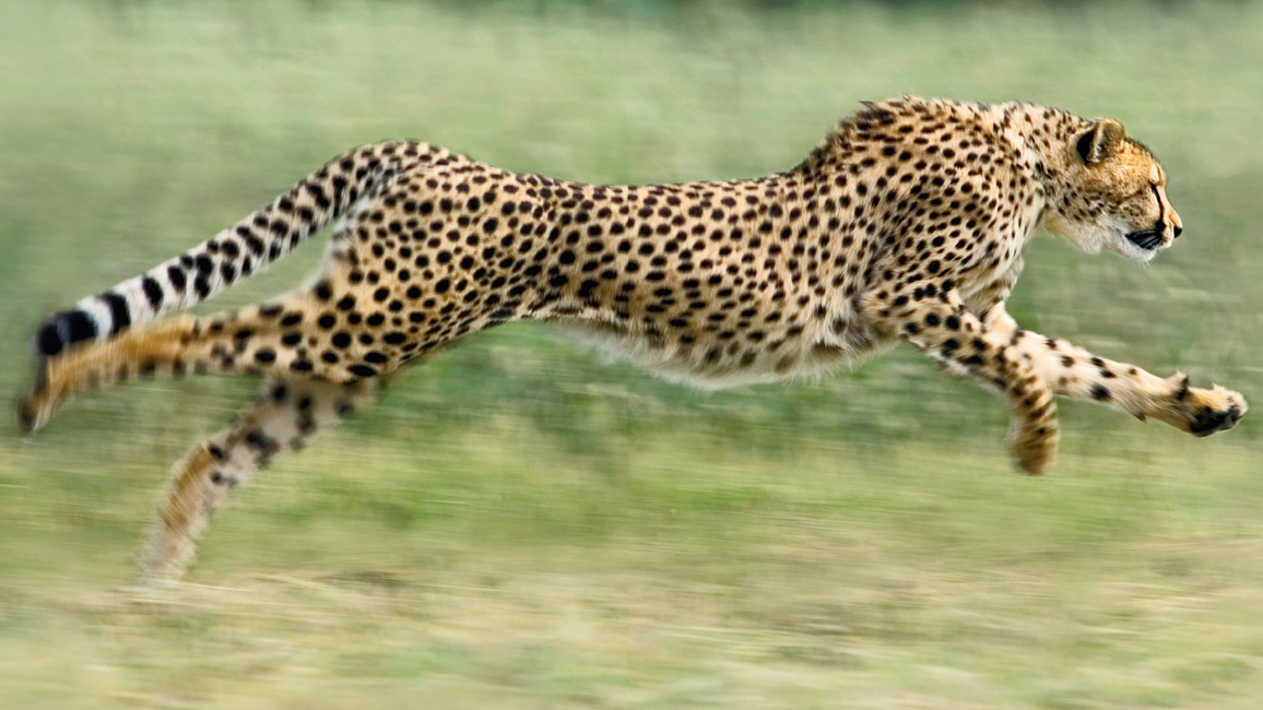 Cheetah fastest wild big cat, Cheetahs lifespan, facts and speed