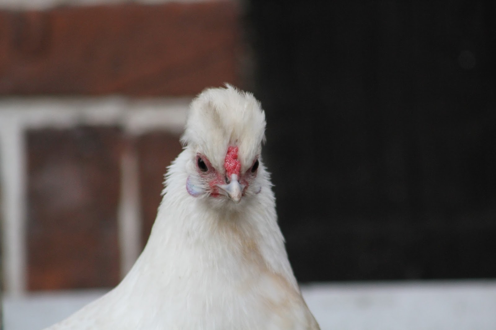 Miesi: Der gute Vorsatz oder : erstmal den Kalender warmhalten
