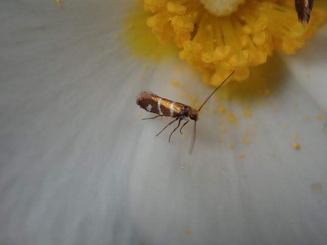 Micropterix aruncella Micropterix aruncella