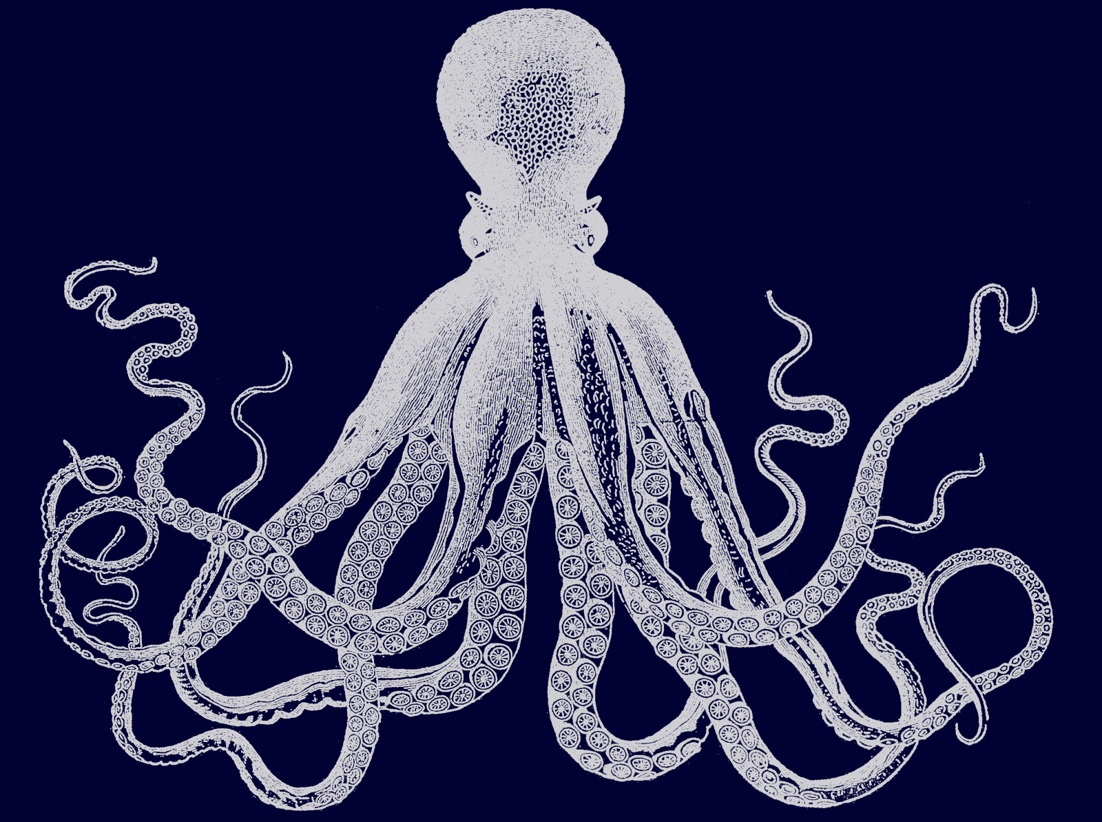 vintage octopus clipart - photo #39