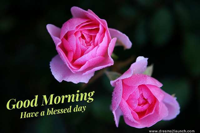 good morning with rose