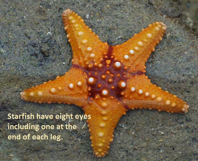Factilicious Starfish have eight eyes one at the end of each leg.