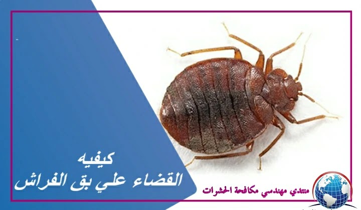 كسر الألم الحتمي للتخلص من بق الفراش Sjvbca Org