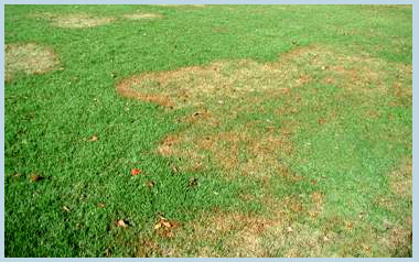 The Lawn Enthusiast: Lawn Diseases: Brown Patch