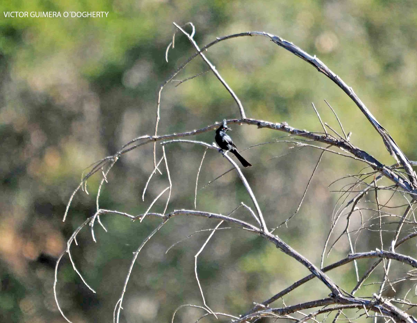 Mis imágenes de aves: EL CAPULINERO NEGRO