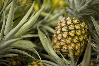 pineapple same family as spanish moss