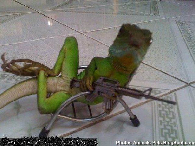 Funny pictures of reptiles