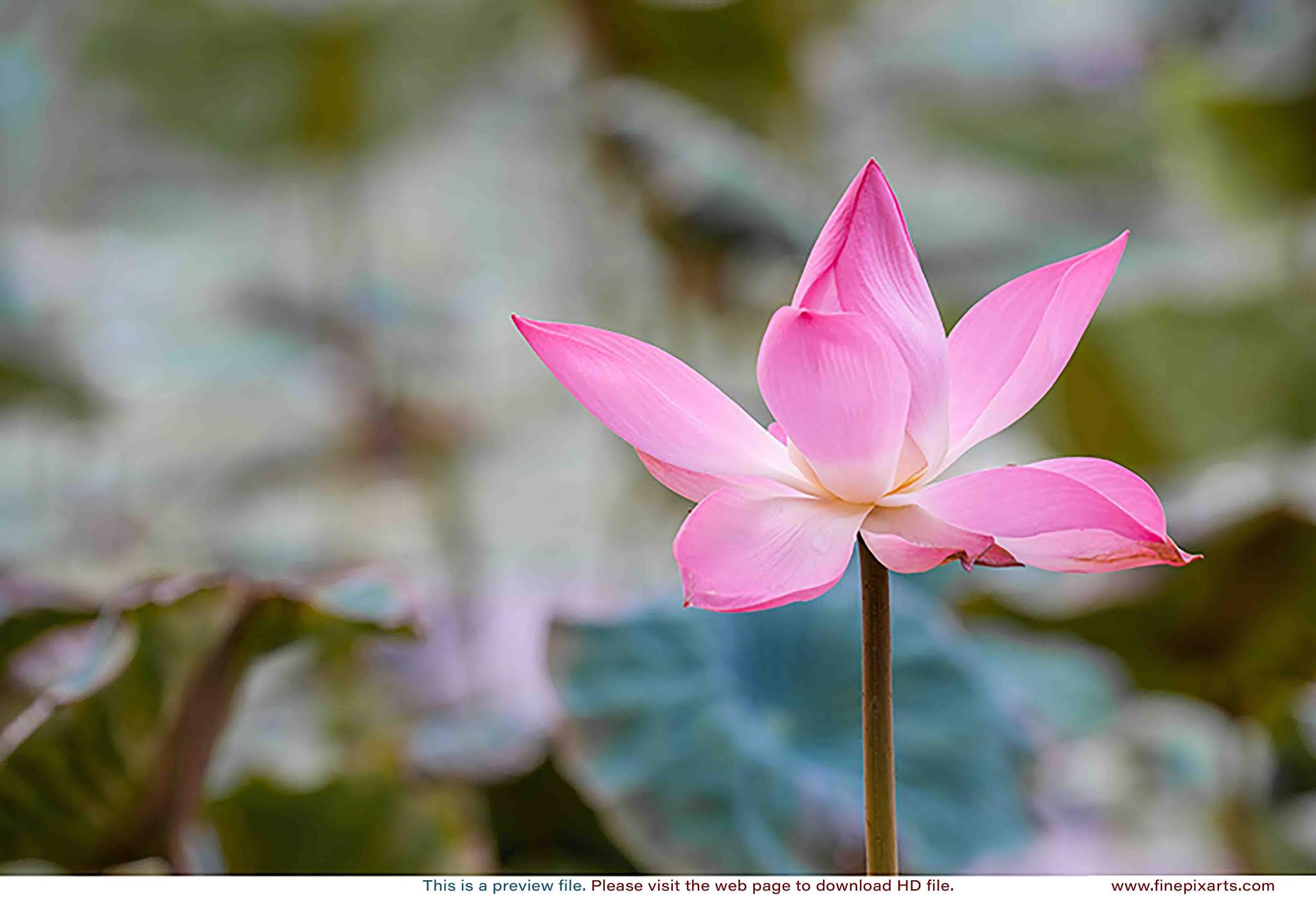 Lotus flower 00010